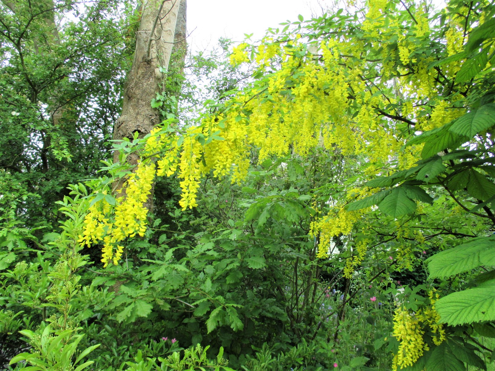 a golden chain tree with dripping yellow flowers