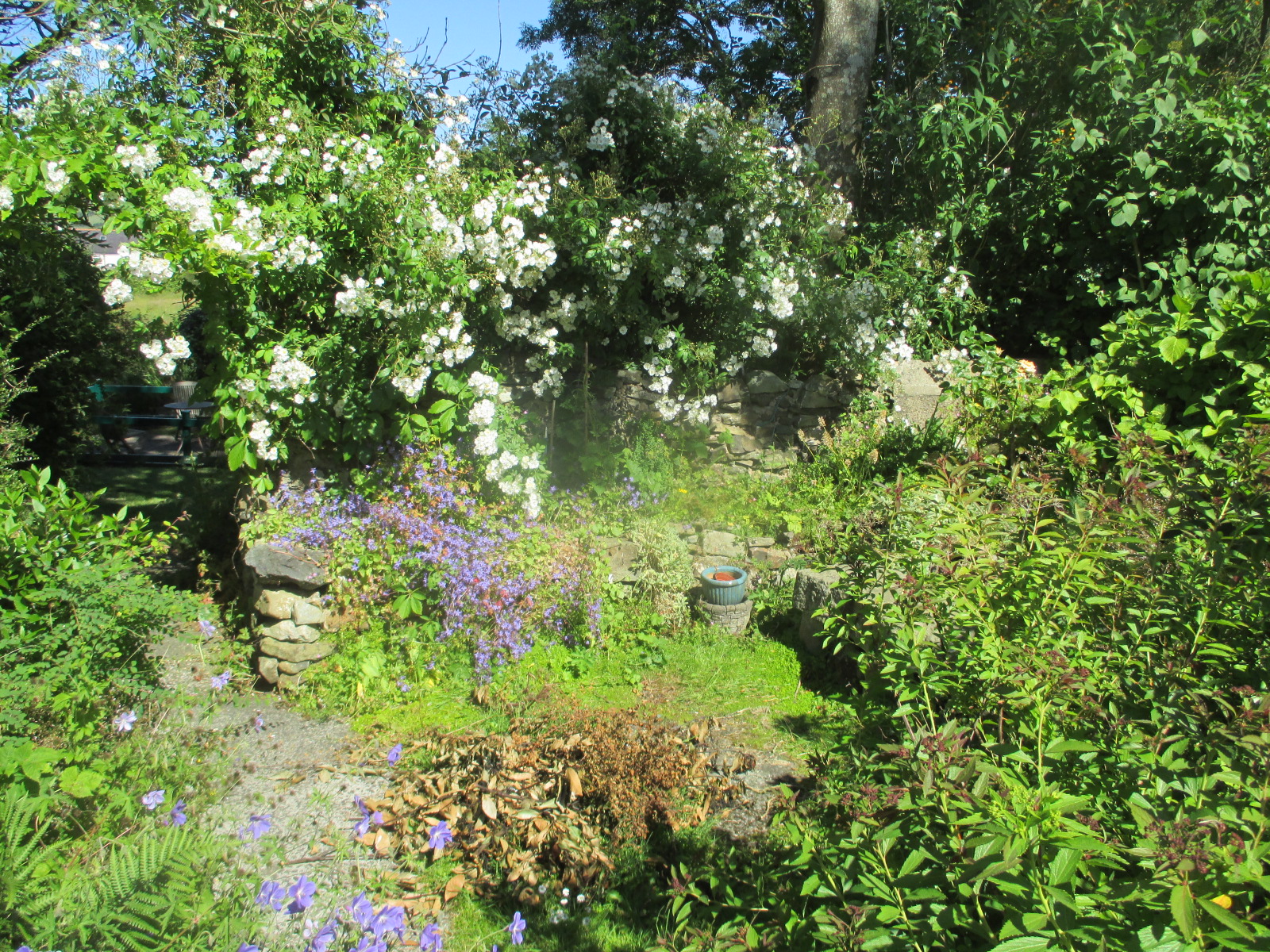 rose ‘Rambling Rector’