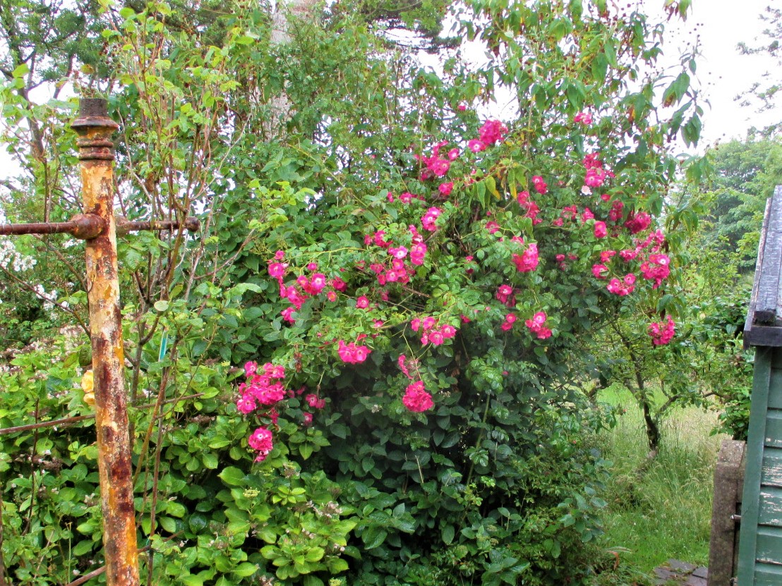 Another rambling rose, ‘American Pillar’, with bright pink blooms.