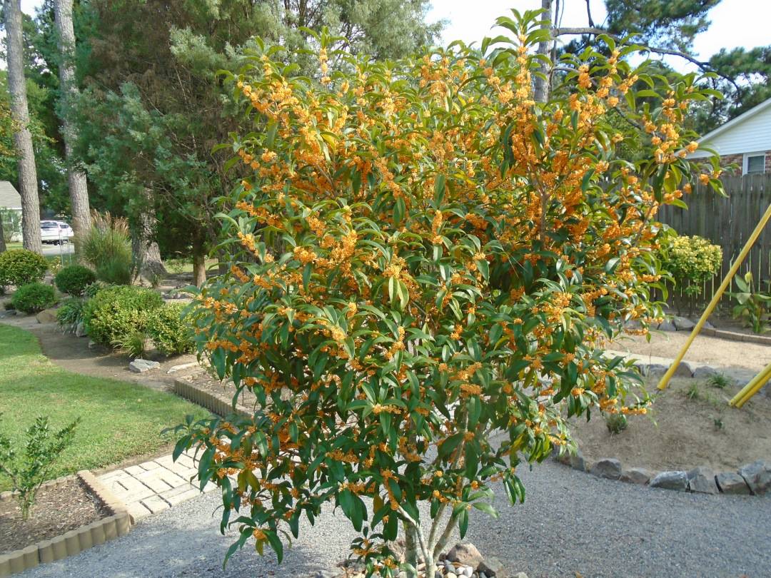 osmanthus