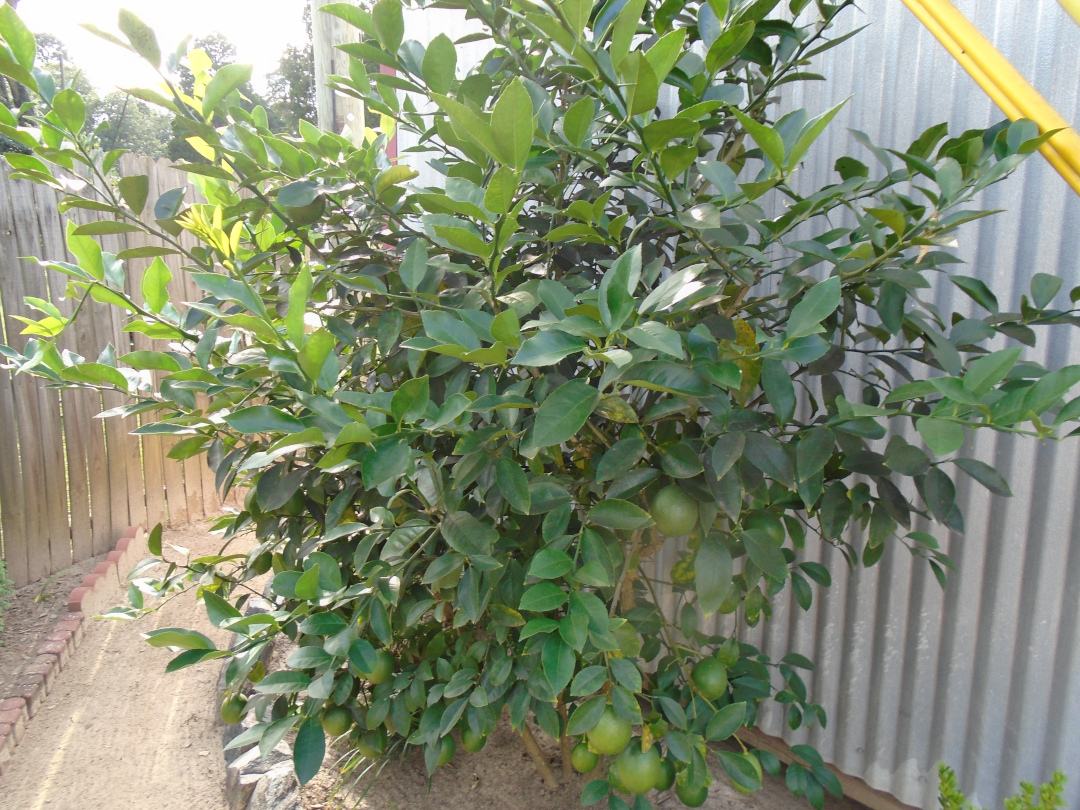 Meyer lemon tree