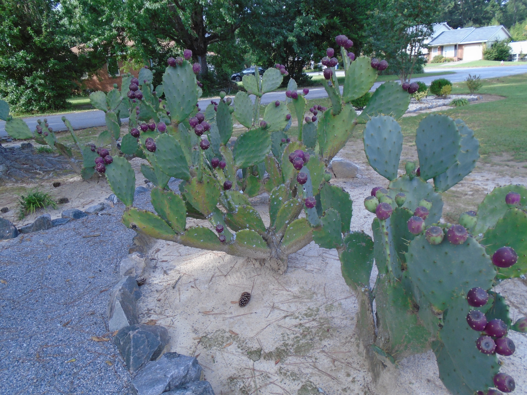 prickly pear cactus