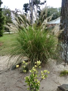 The Miscanthus sinensis ‘Gracillimus’ 