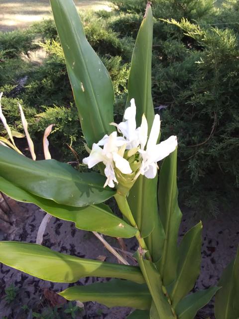 Flowering ginger plant