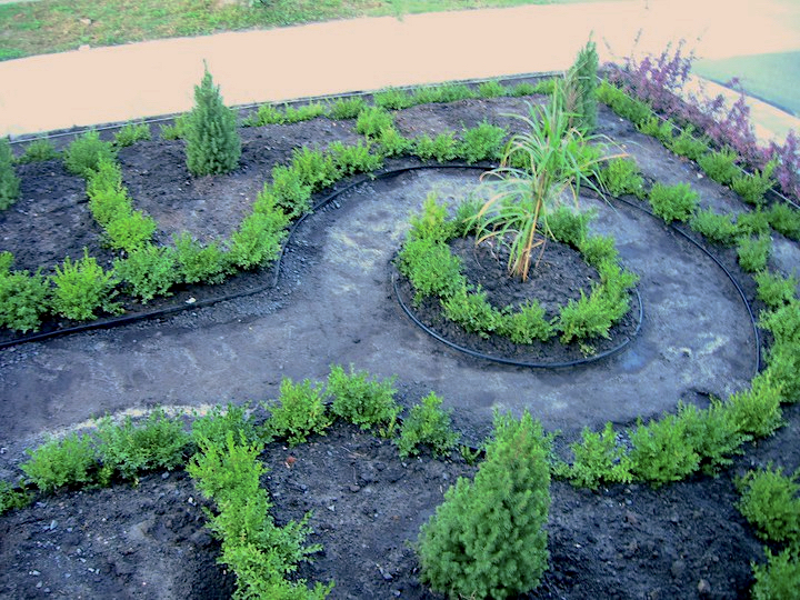 boxwoods and spruce were planted first