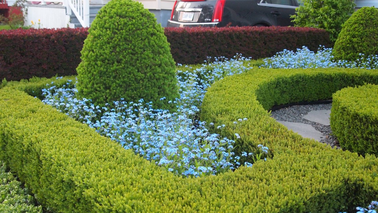 Another view of the forget-me-not in spring.