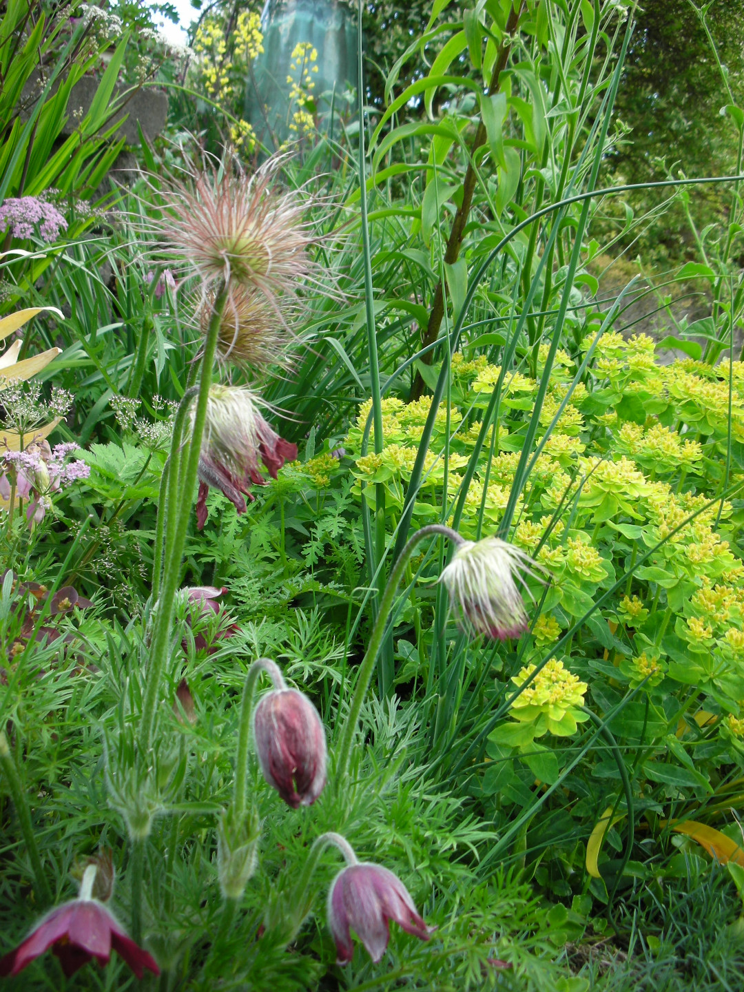 Pasque flower