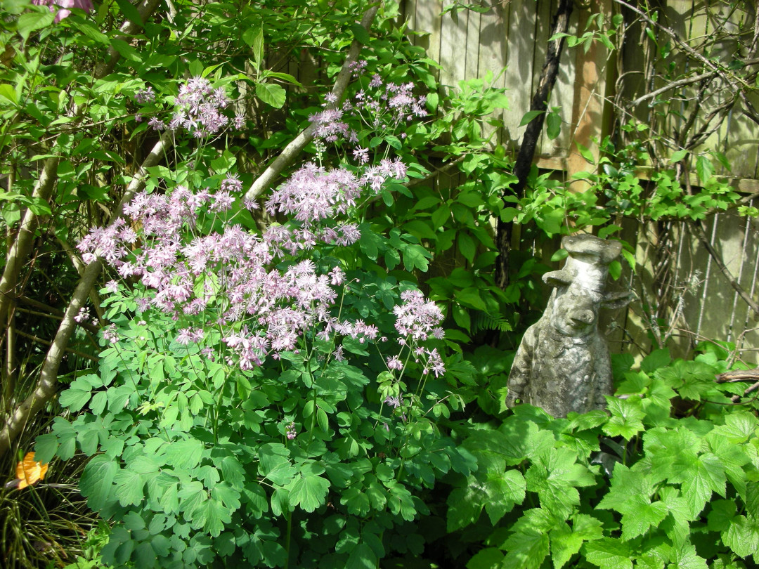 meadow rue