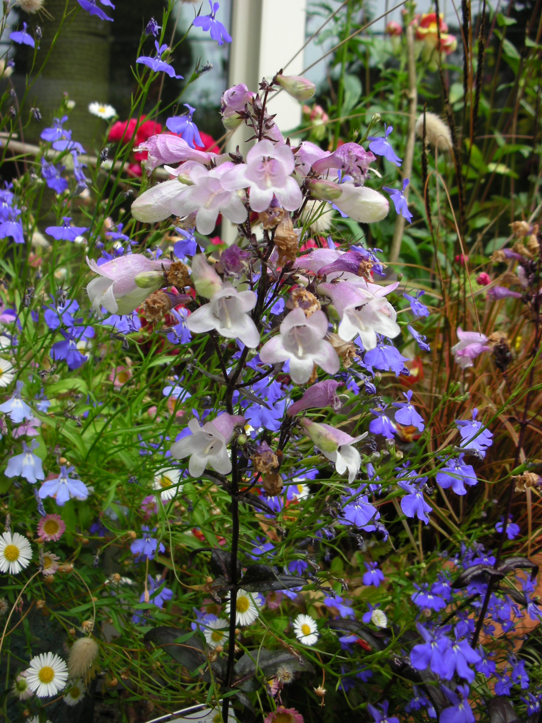 Pink penstemon and lobelia