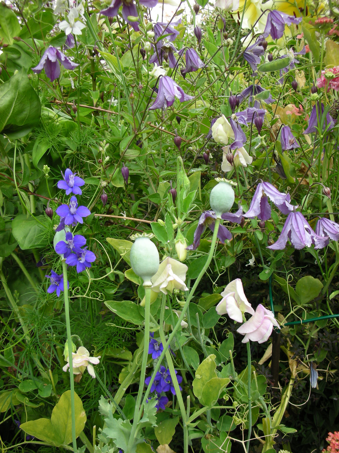 The seed heads of poppies (Papaver somniferum, annual) mingle with a cloud of blue and lavender blooms.