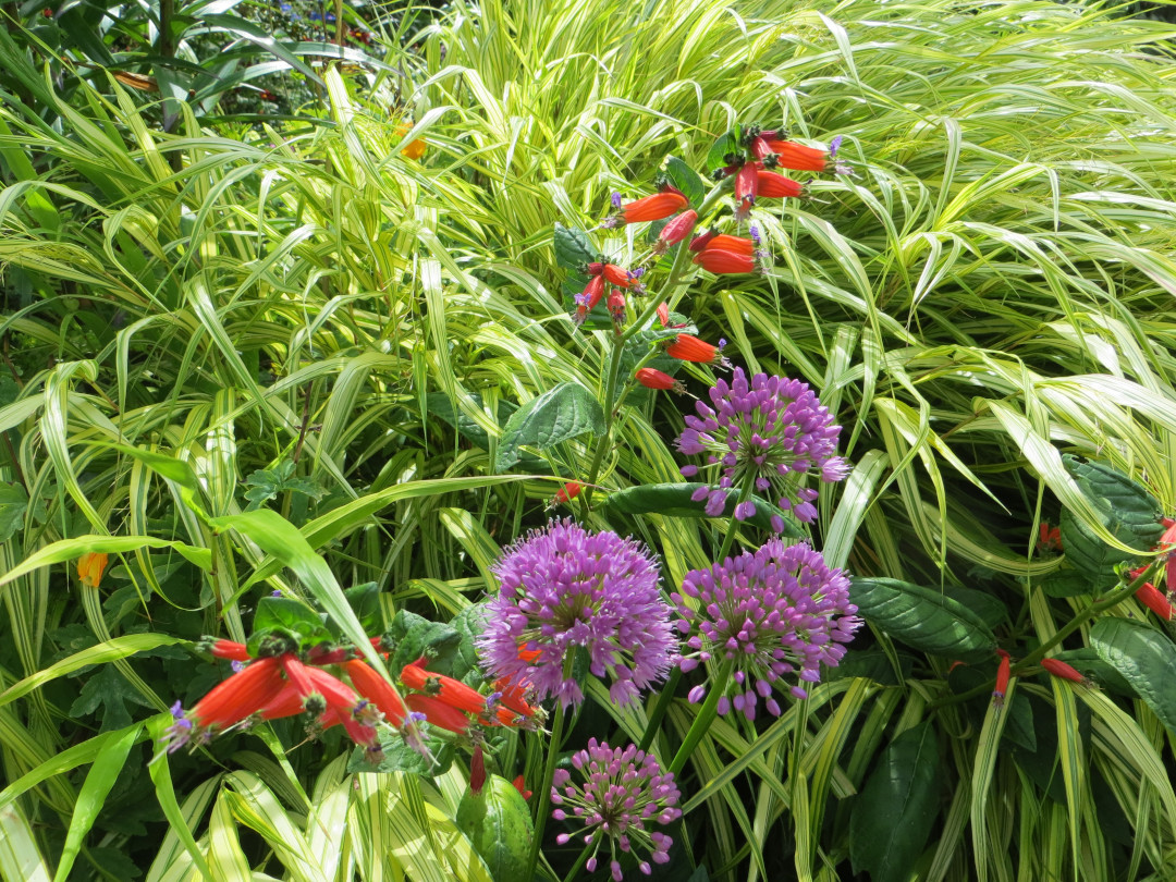 A huge plant of variegated Japanese forest grass (Hakonechloa macra, Zone 5 – 9) makes a great backdrop for colorful blooms of Cuphea schumatii (Zone 8 - 9 or as annual) and an Allium (Zone 4 - 8)
