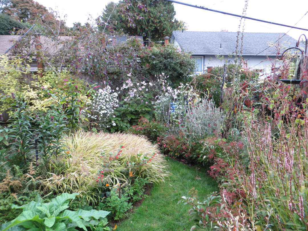 View of the garden showing the dense tapestry of perennials filling the space.