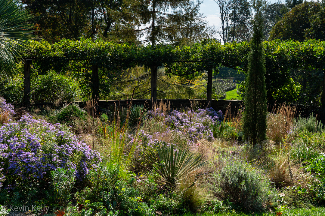 gravel garden showing wonderful color and texture well into October