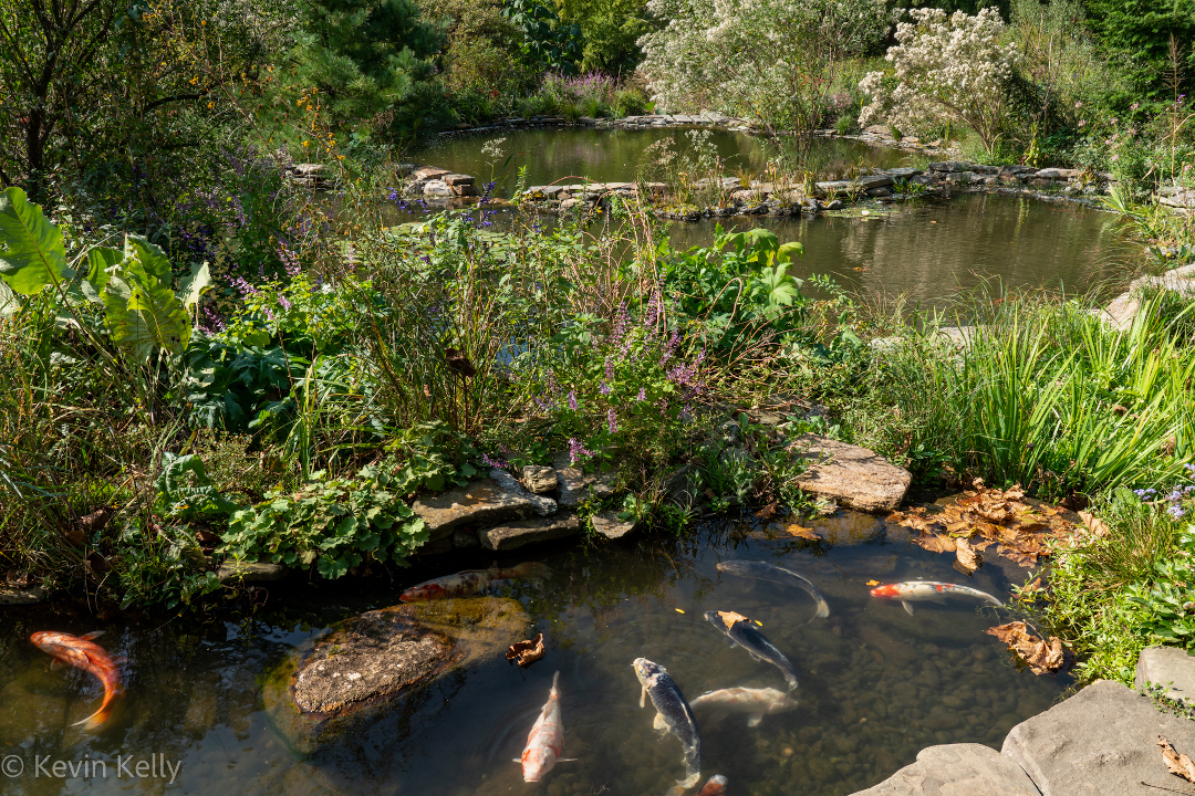 One of several interconnected ponds that make up the pond garden.