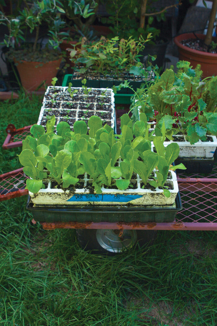 sprouts started in smaller containers