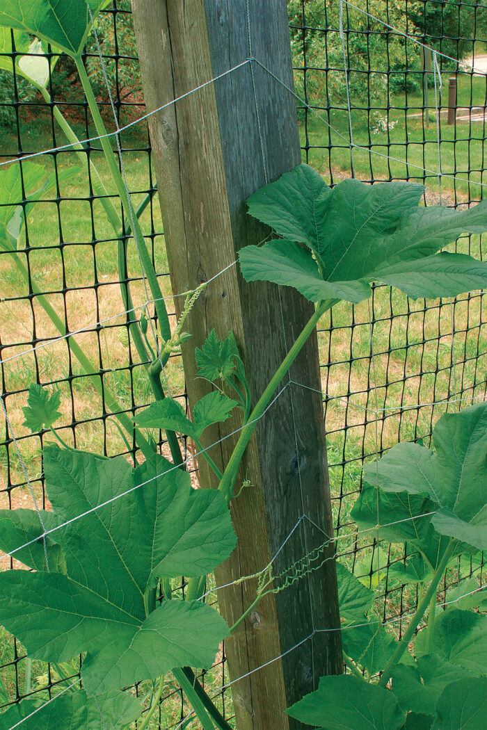 plants growing up wire in a small space garden