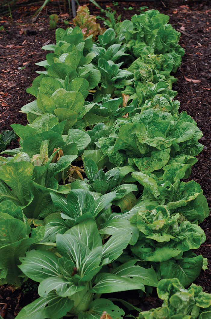 a bed of veggies in a small space garden