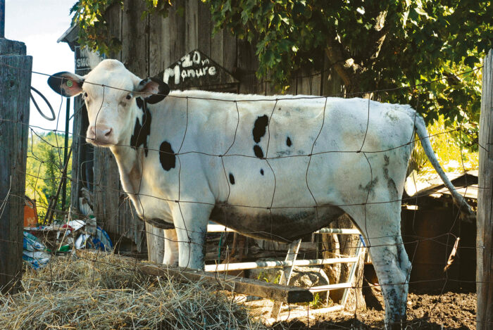 cow to produce manure