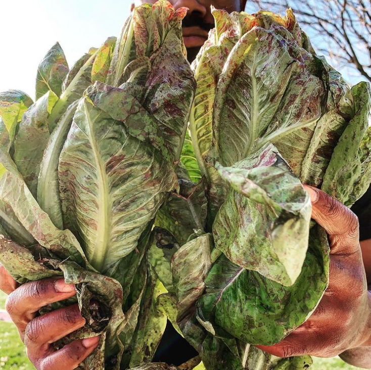 ‘Flashy Trout Back’ lettuce