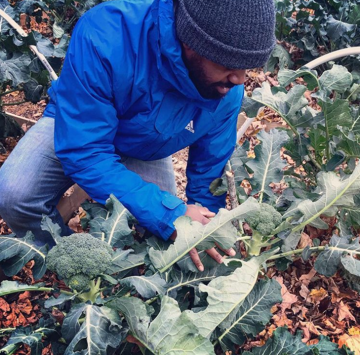 Broccoli in the garden in November