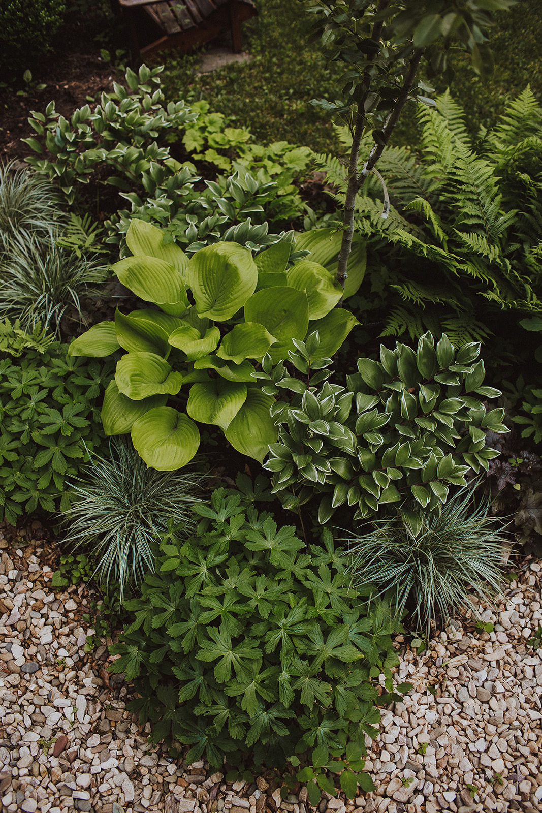 shade garden planting