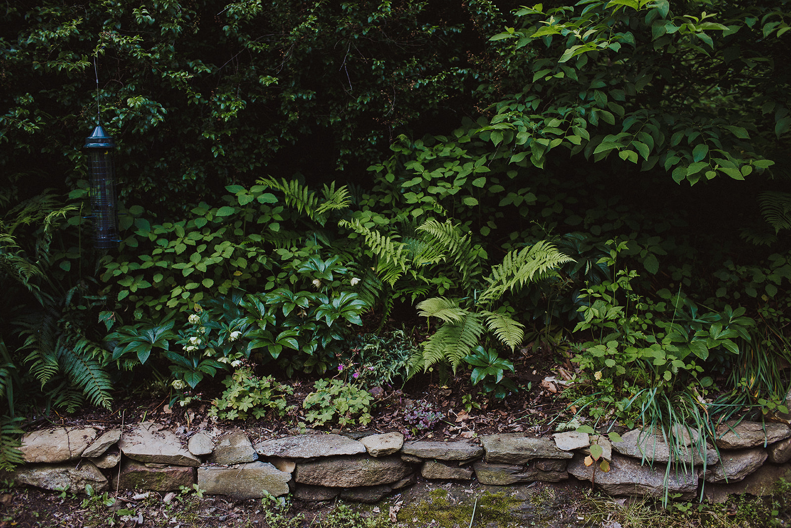 A shaded corner of the garden.