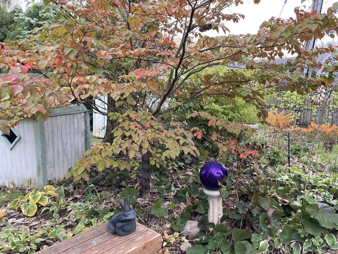 dogwood surrounded by other fall plantings