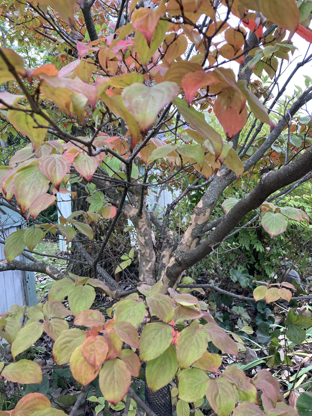 Interesting bark on the dogwood.