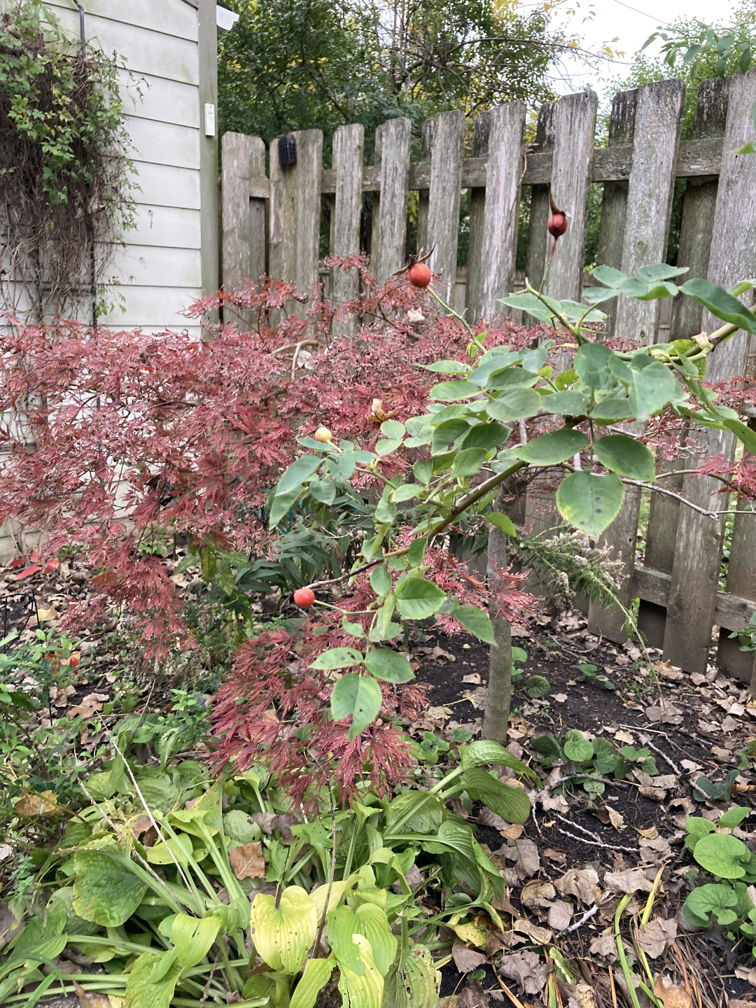 Japanese maple and some rose hips.