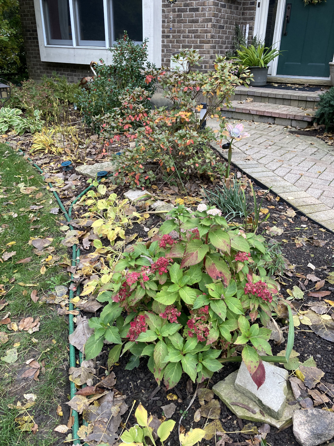 azalea plant