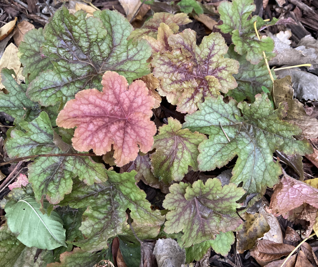 Heucherella