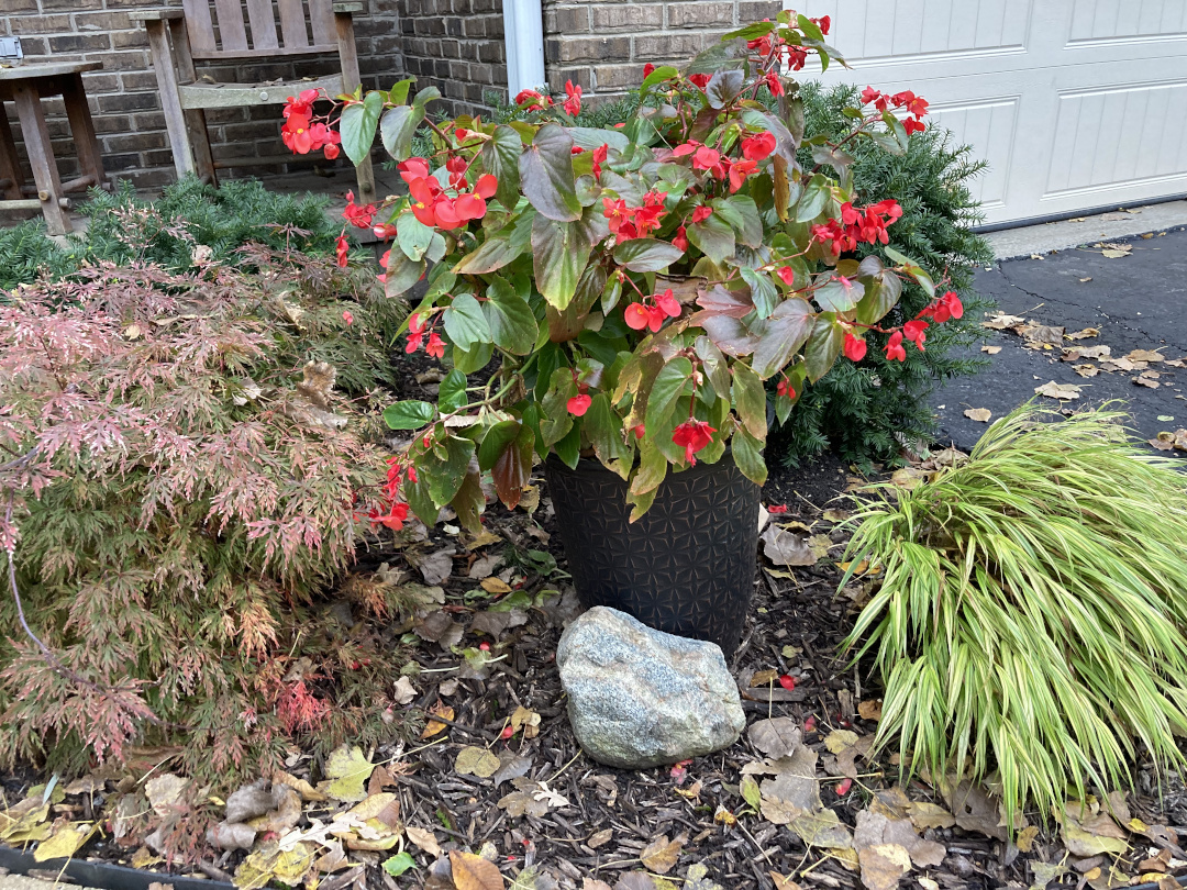 begonias with some Japanese frosted grass