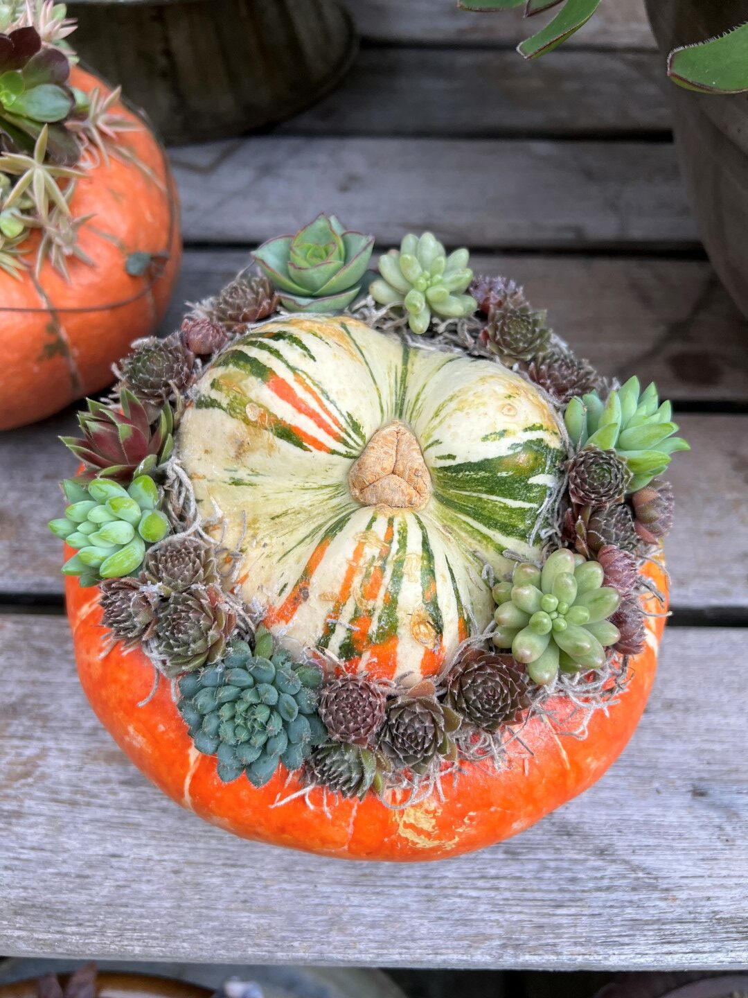 Turk's Turban’ squash