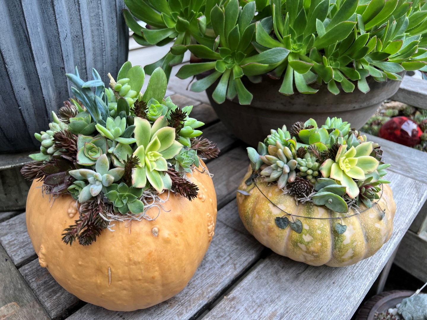 ‘Grizzly Bear’ on the left and ‘Fijji Squash’ is on the right