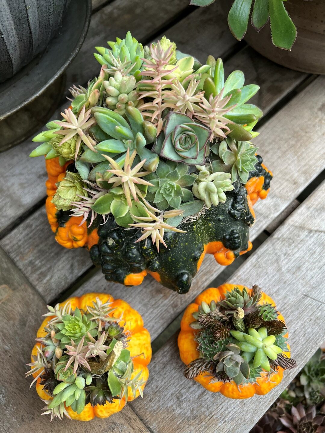 pumpkin succulent centerpieces