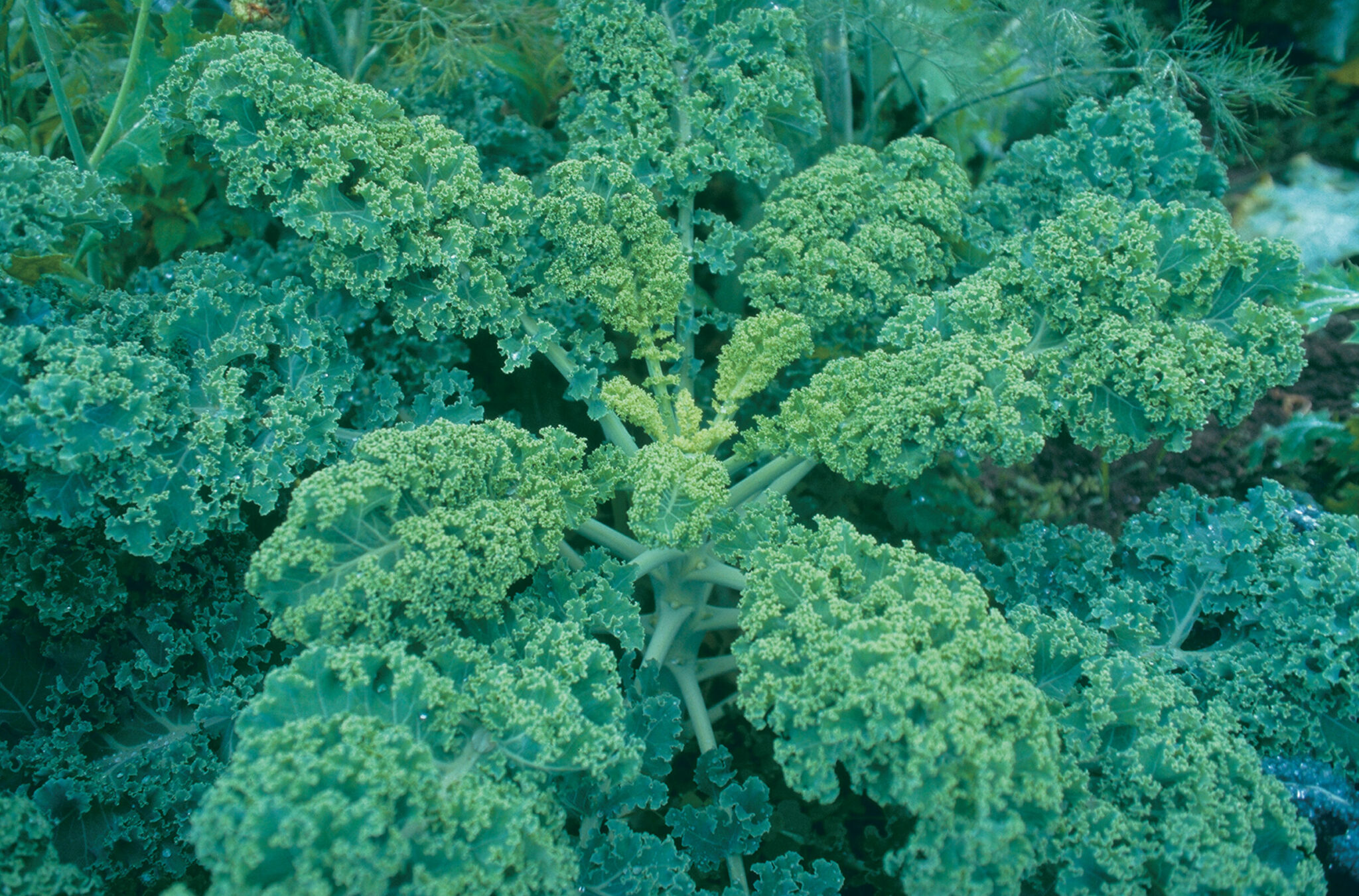 How to Grow Kale Fine Gardening
