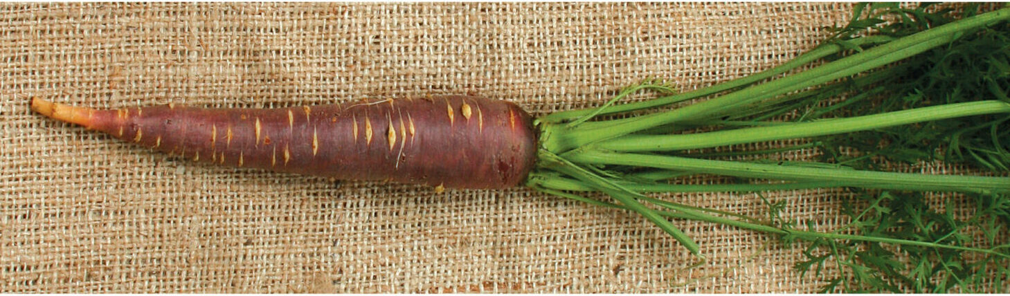 purple haze carrot