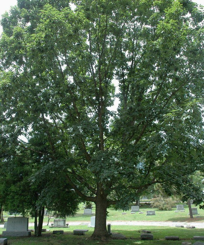 Chinkapin oak