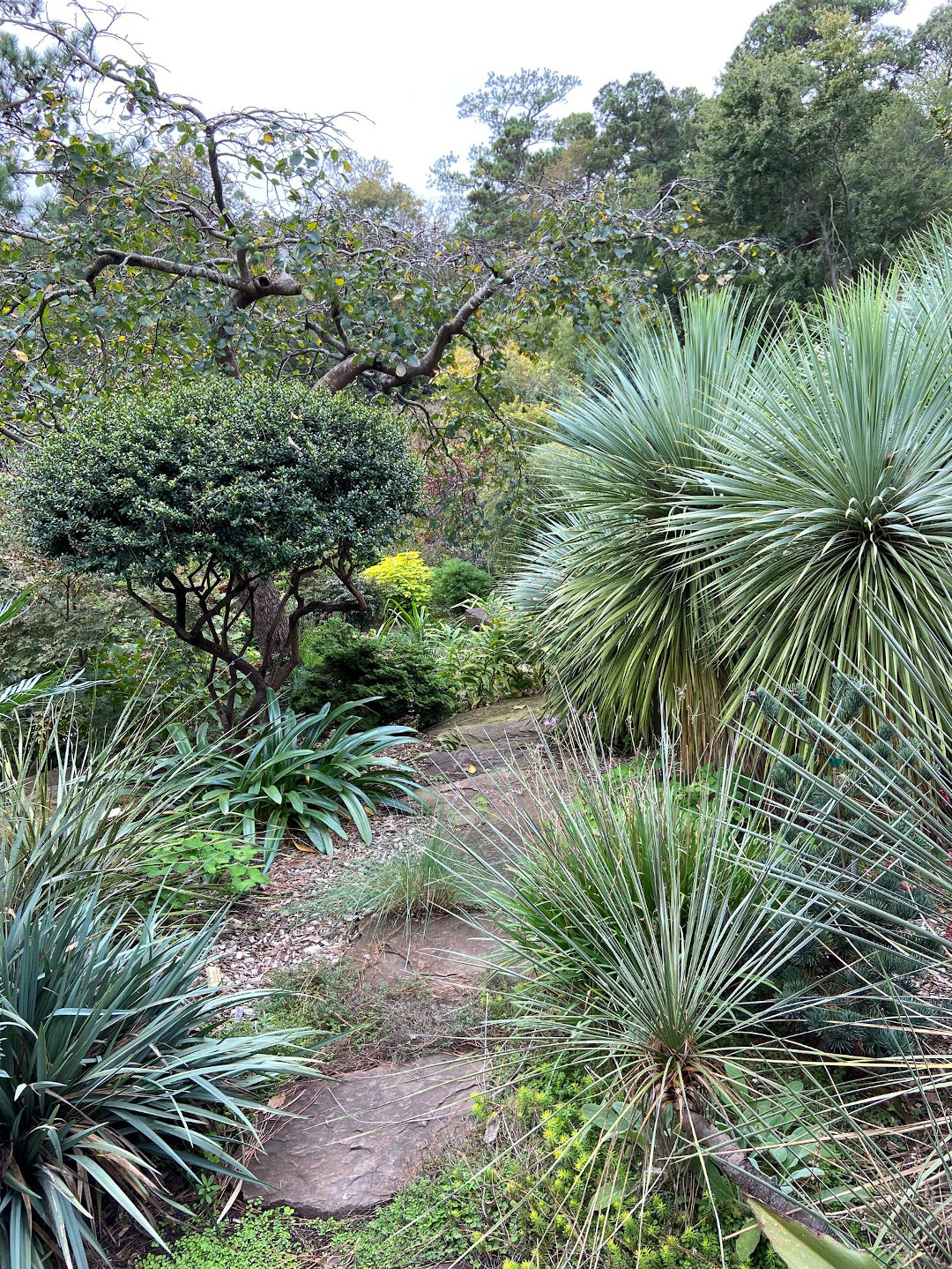 trees with several yuccas