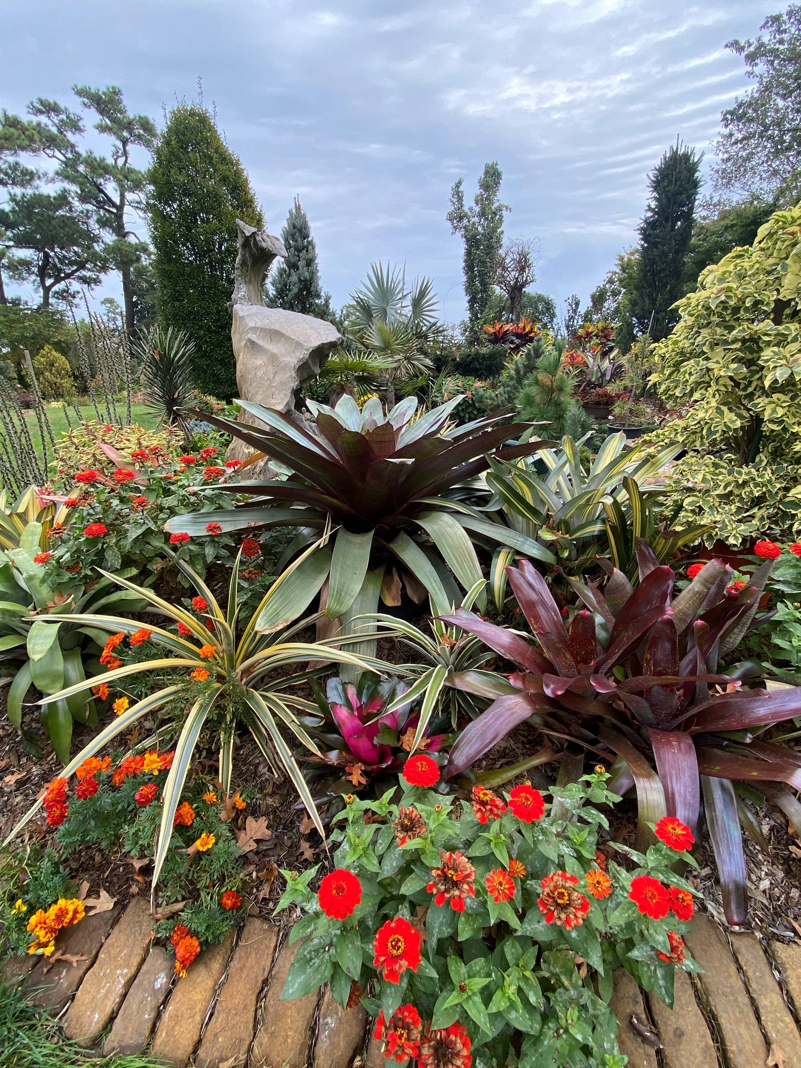 bromeliads in a garden