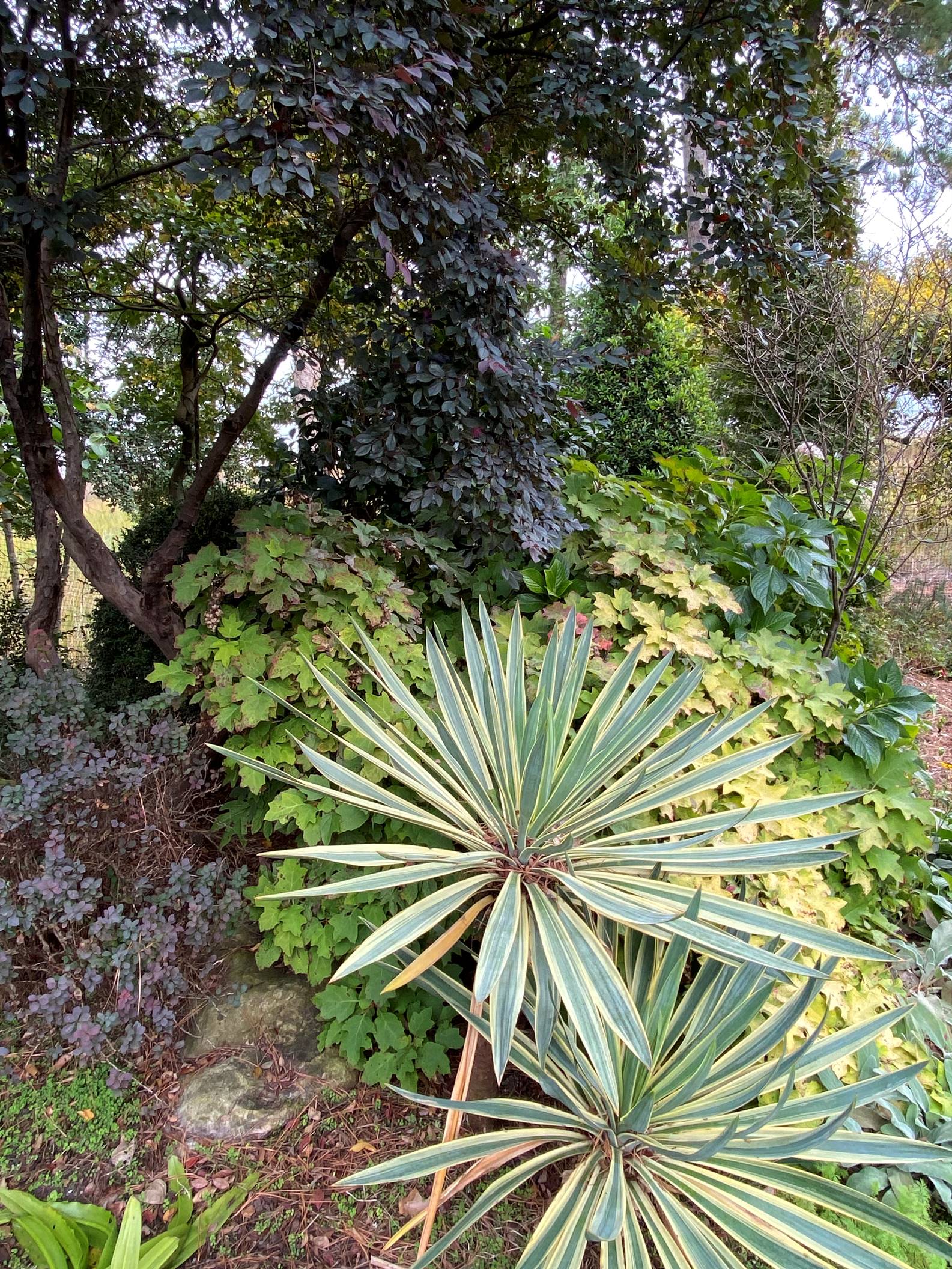 garden with various shade plants