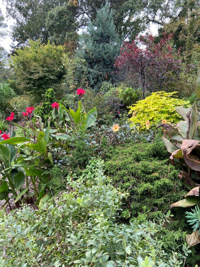 canna in a late season garden