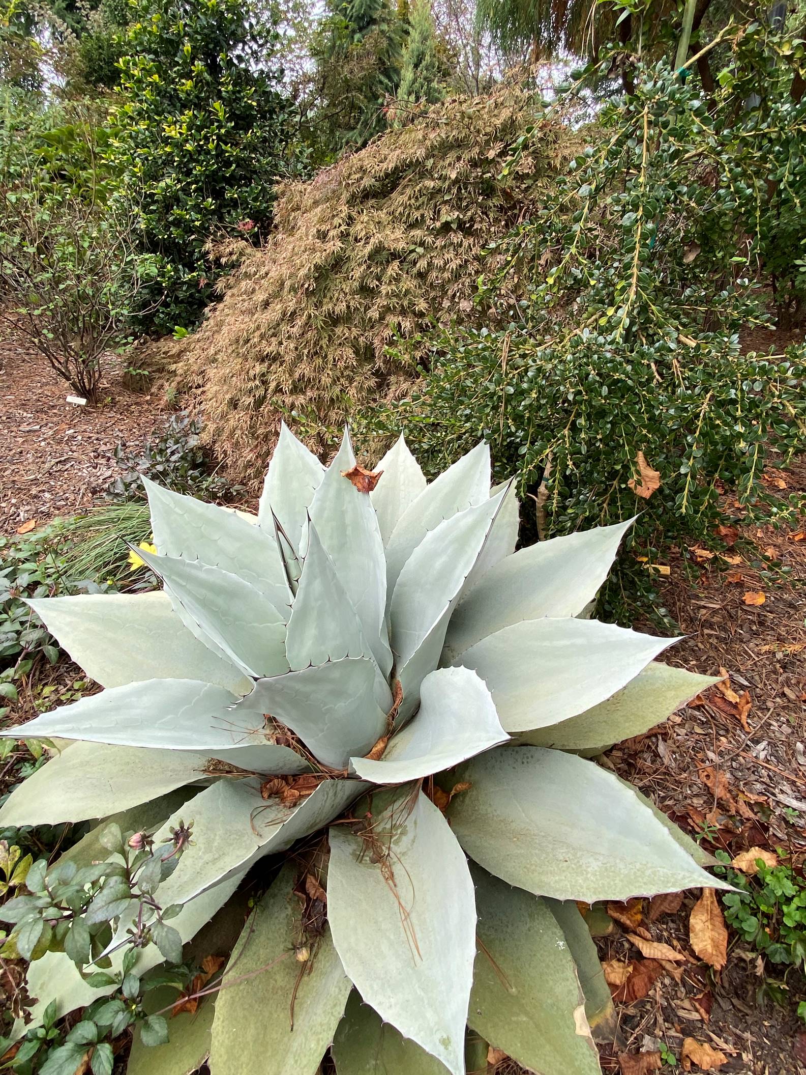 large light green agave