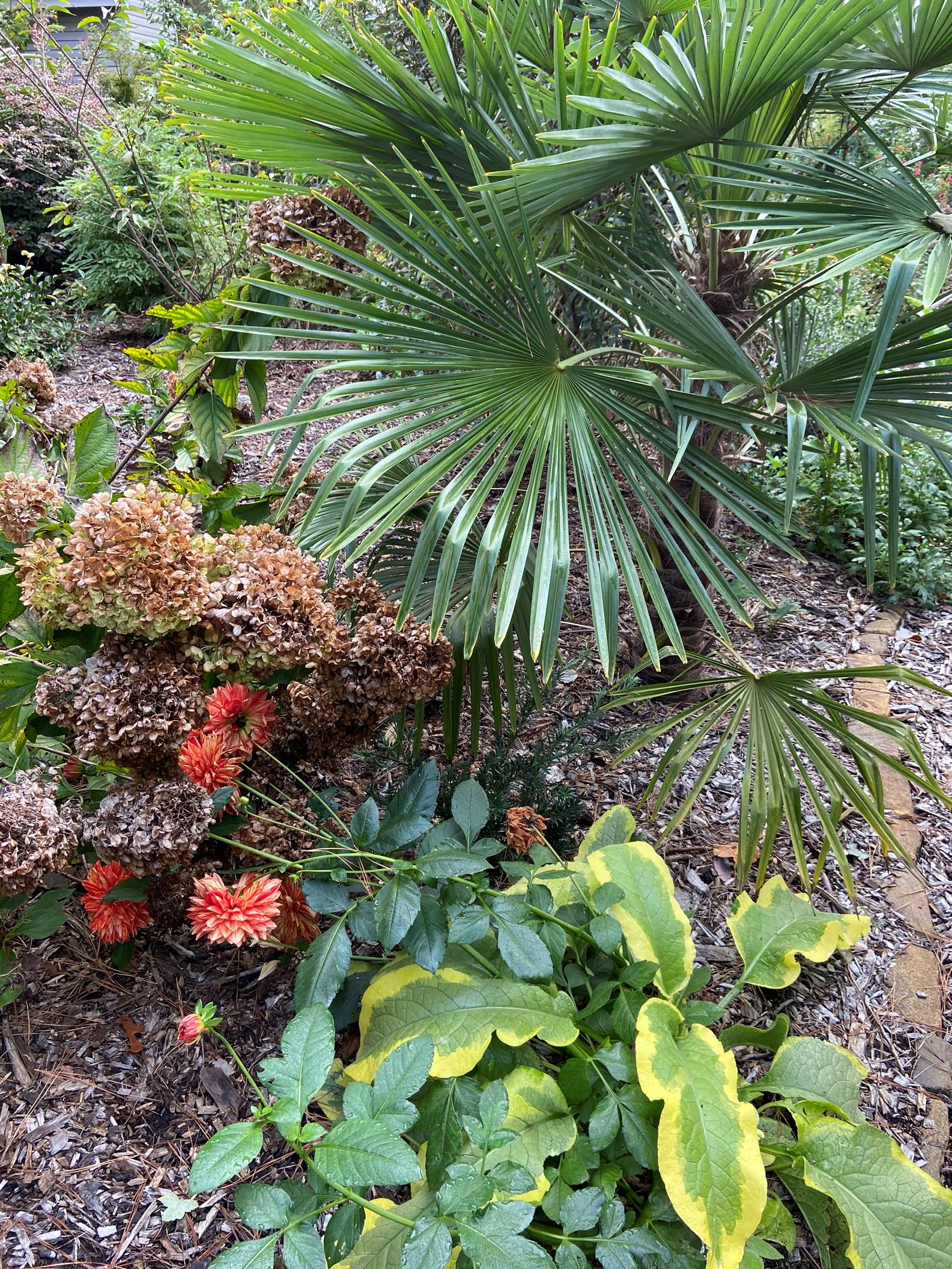 small palm tree next to pink flowers