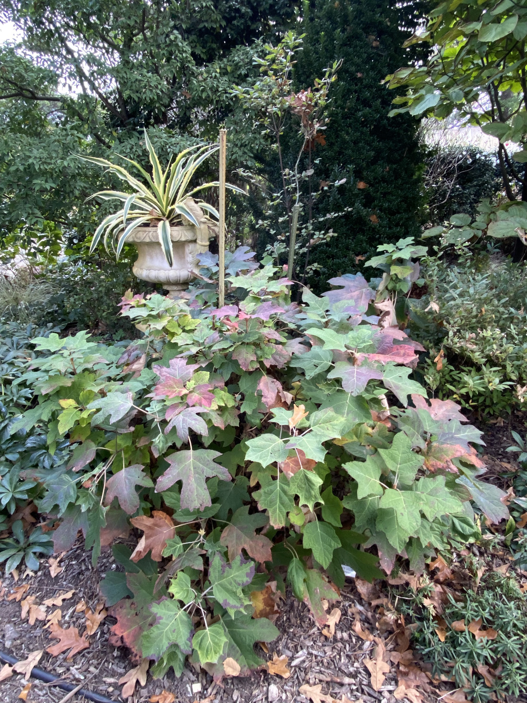 hydrangea in fall