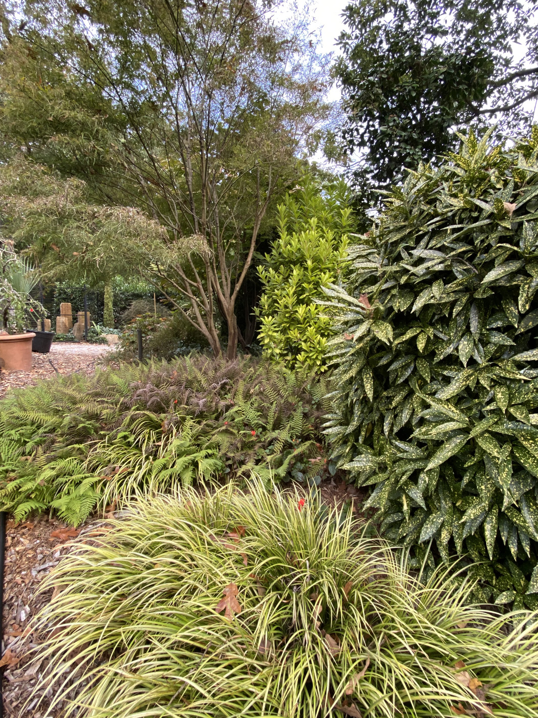 plants with golden foliage