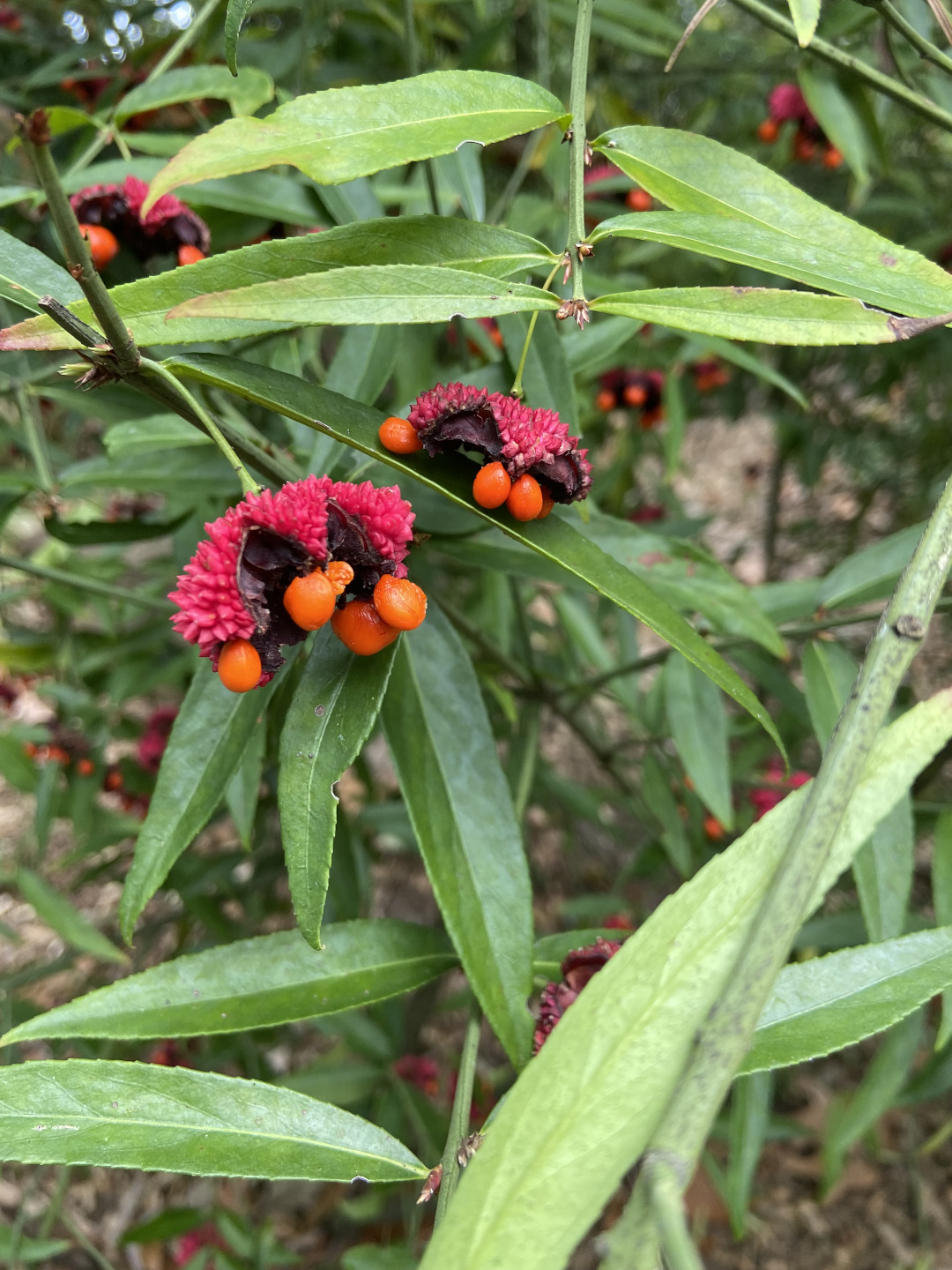 bright pink and orange seed pods