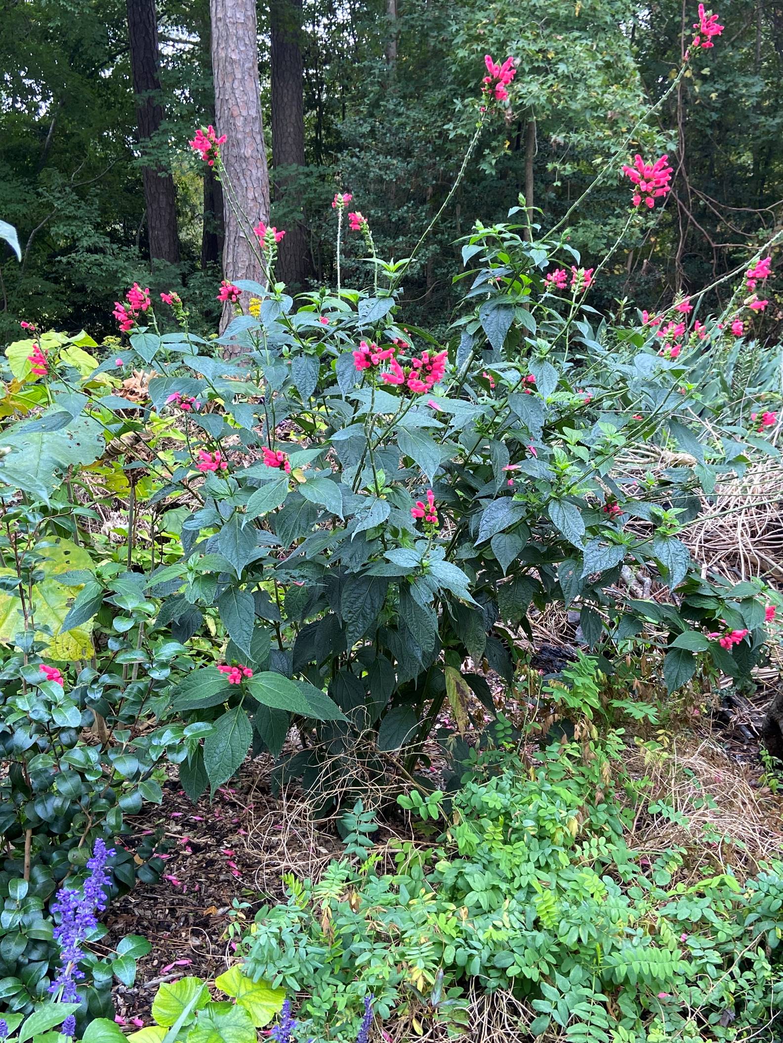 large plant with bright pink flowers