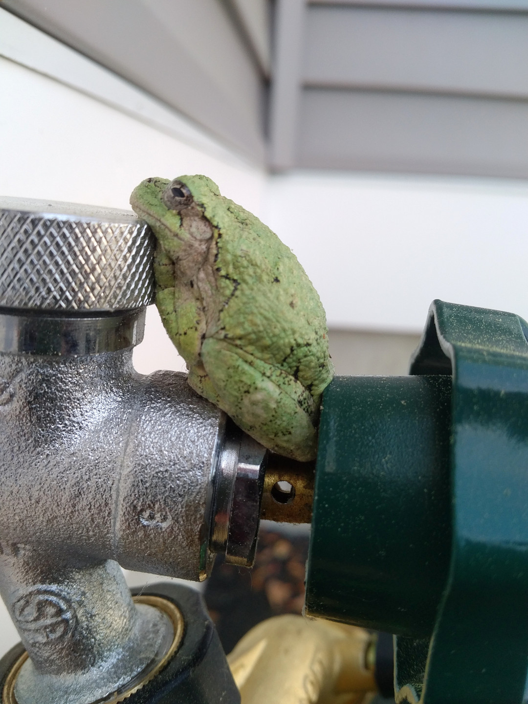frog sitting on a garden hose