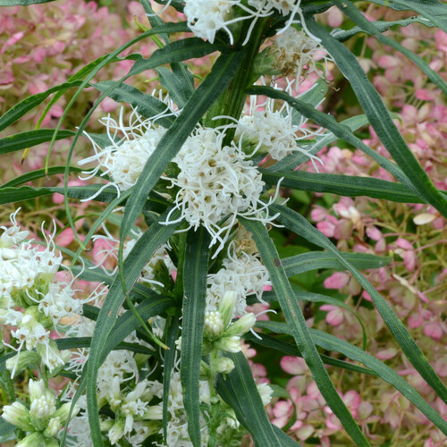 plant with white flowers in front of pink hydrangea